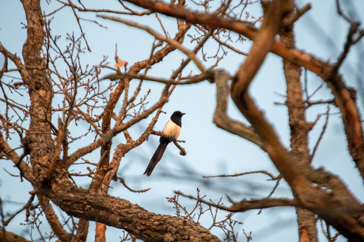 Eurasian Magpie - ML427665241