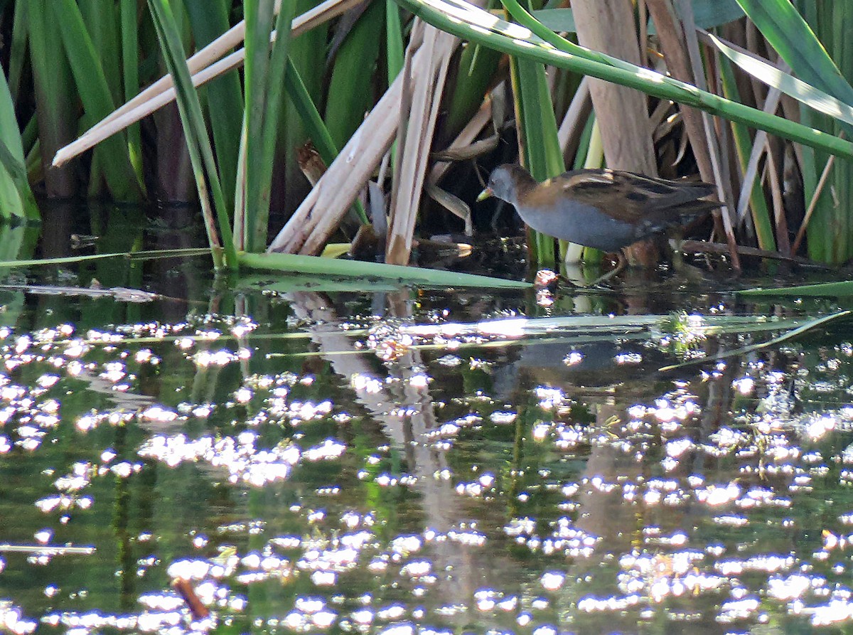 Little Crake - Juan Pérez