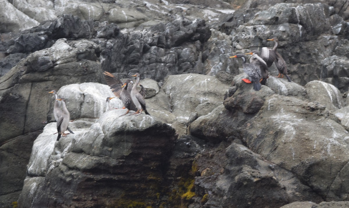 Red-legged Cormorant - ML427665711