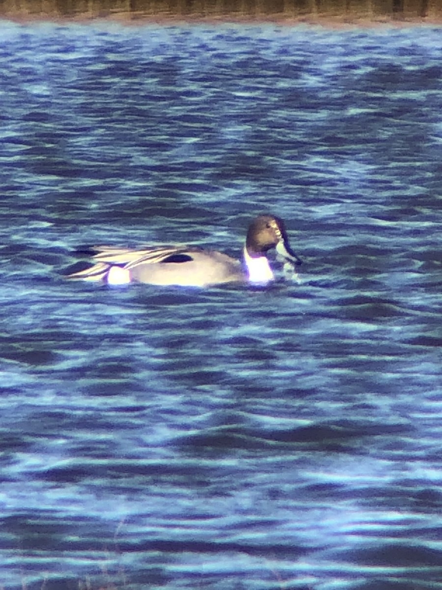 Northern Pintail - ML427665941