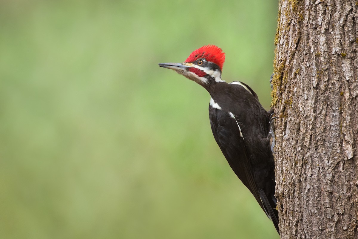 Pileated Woodpecker - ML427666031