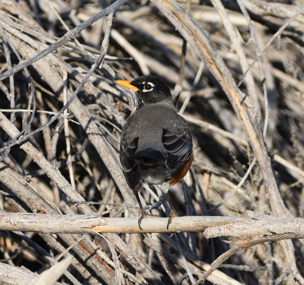 American Robin - ML427666991