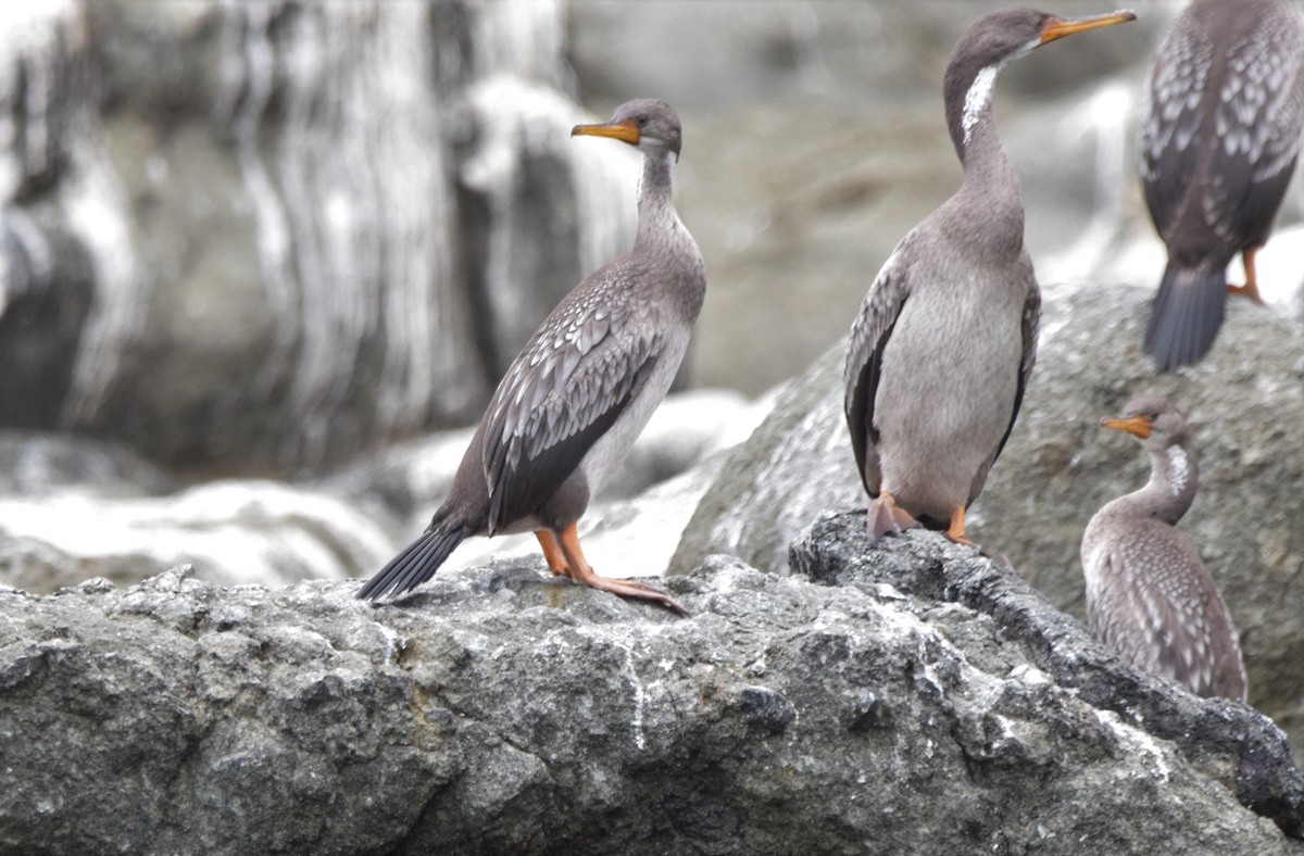 Red-legged Cormorant - ML427667561