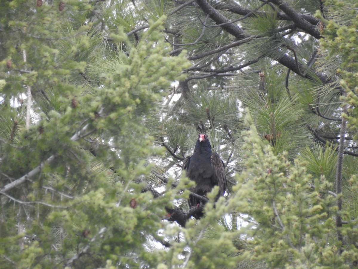 Urubu à tête rouge - ML427669191