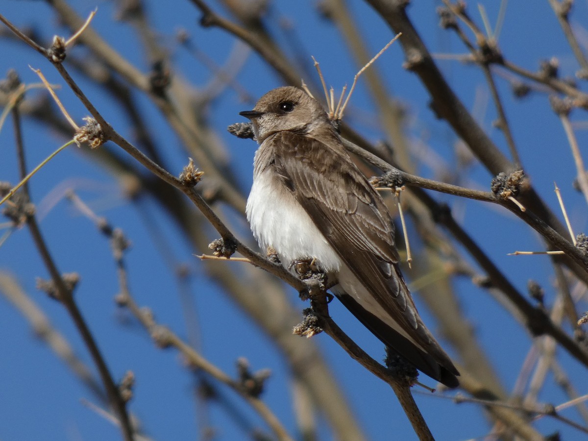 Northern Rough-winged Swallow - Paul Suchanek