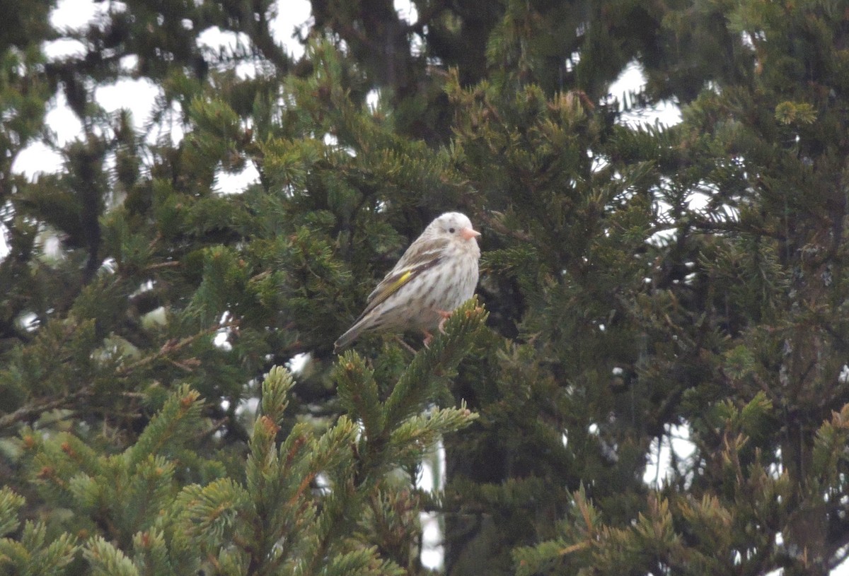 Pine Siskin - ML427670251