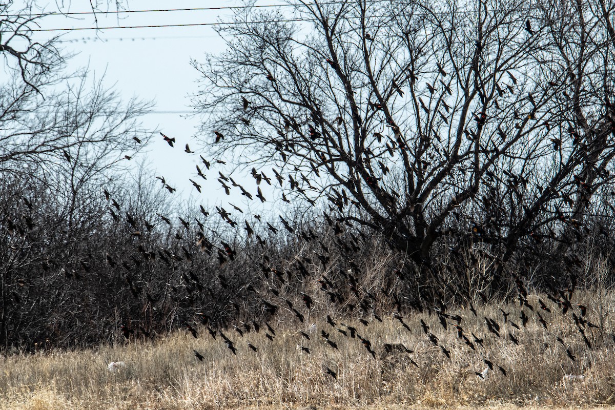 Red-winged Blackbird - ML427671971