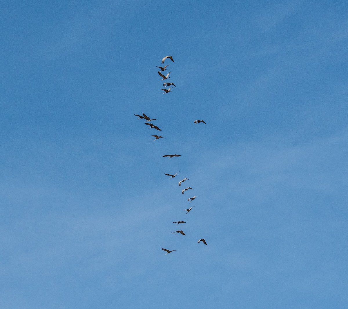 Sandhill Crane - ML427672041