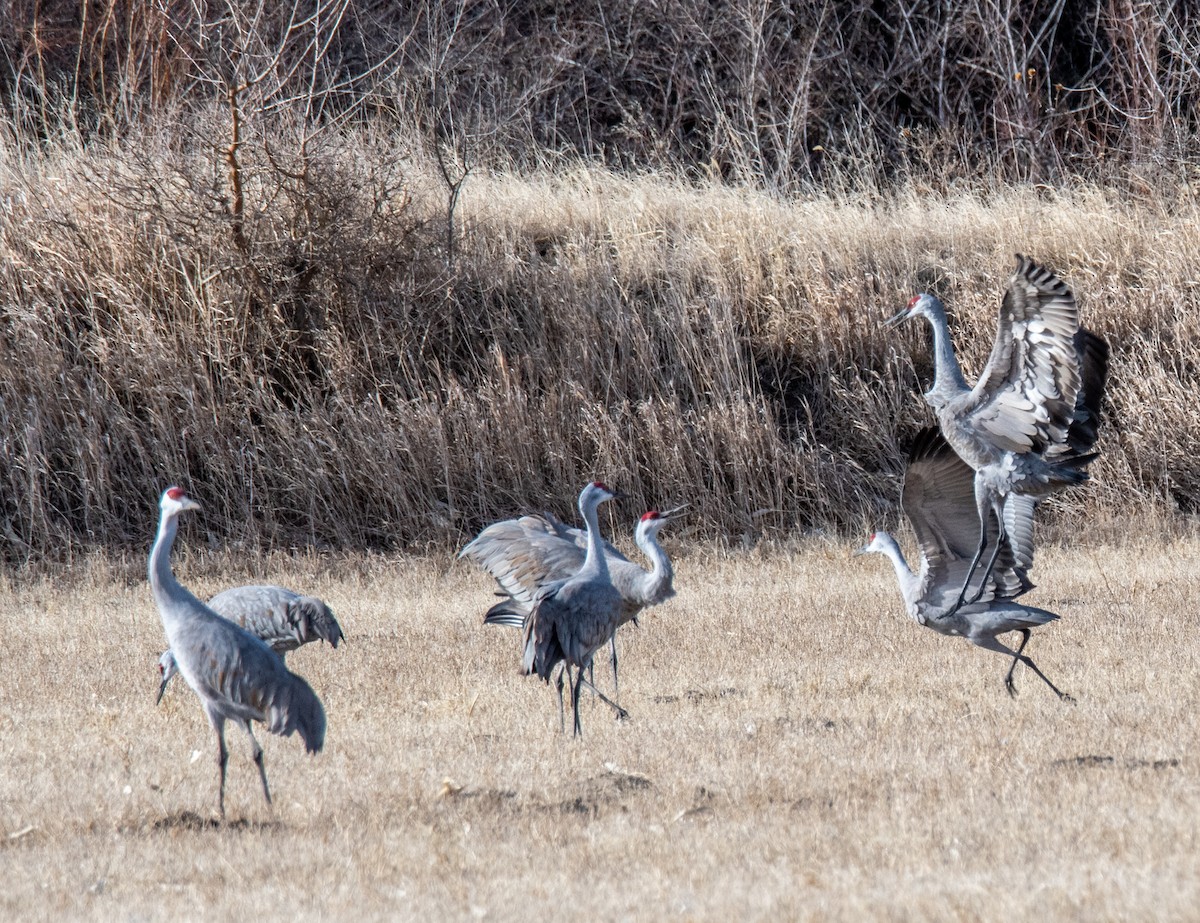 Sandhill Crane - ML427672051