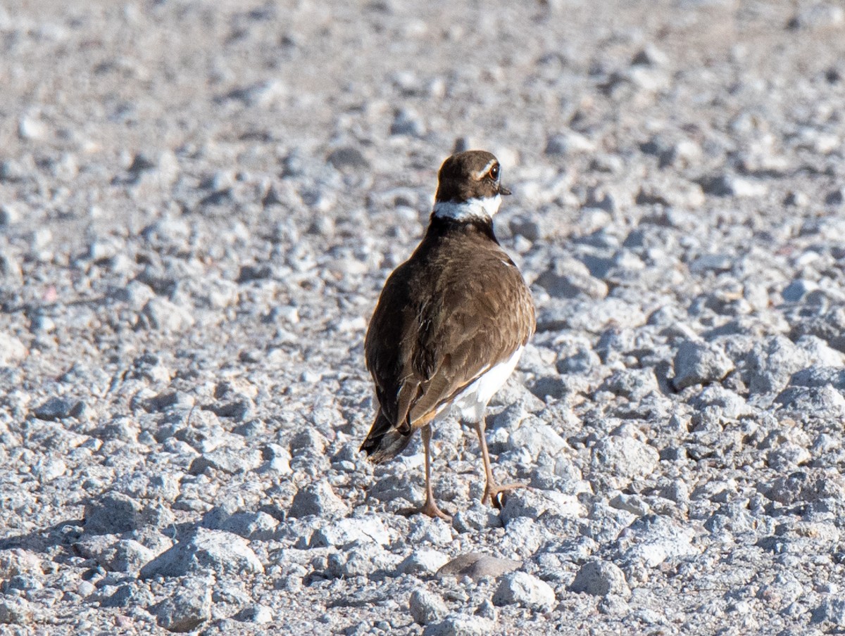 Killdeer - ML427672221