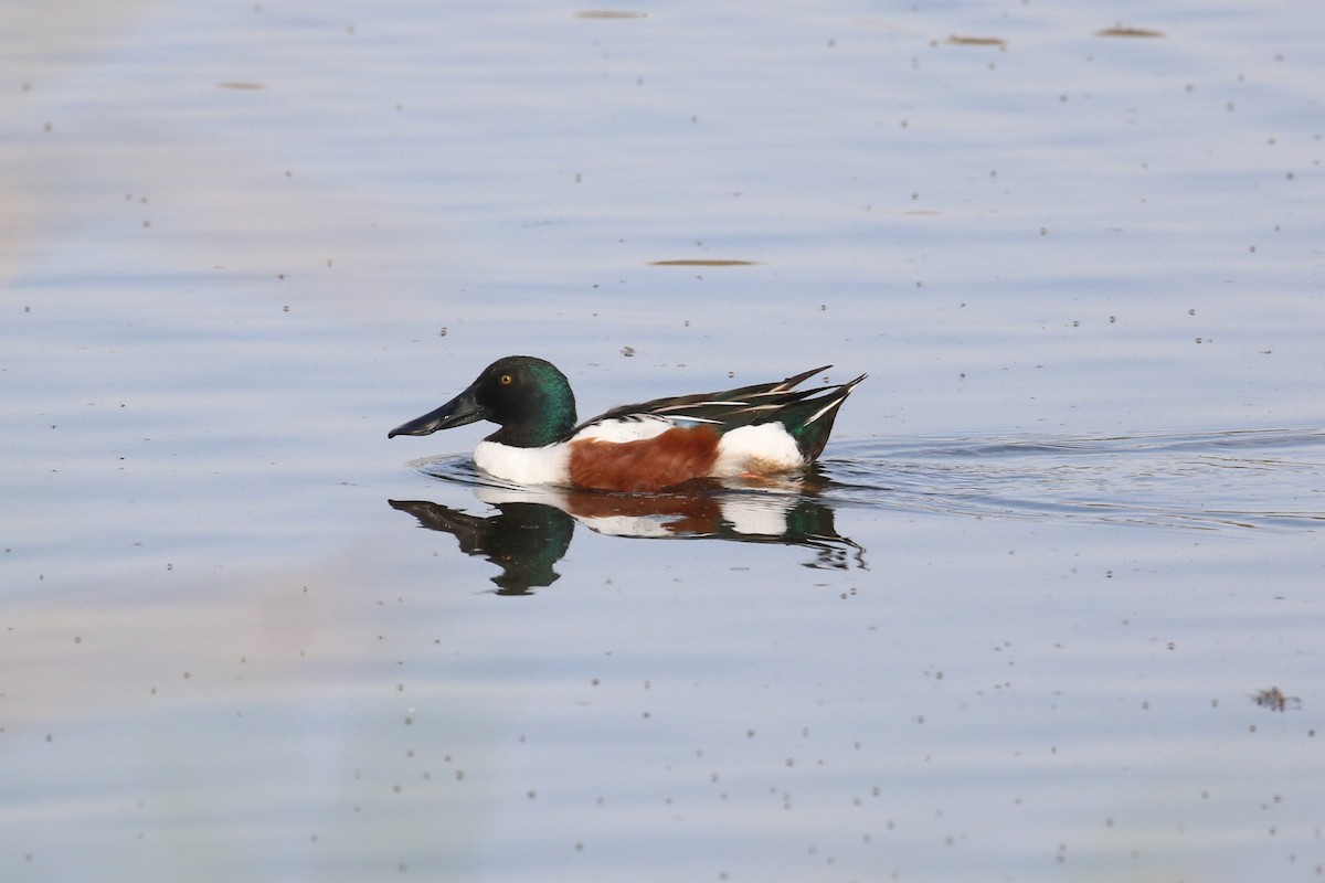 Northern Shoveler - ML427672691