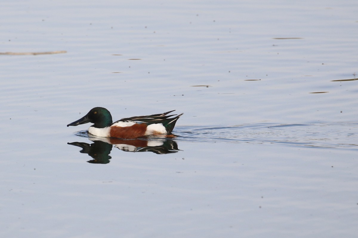 Northern Shoveler - ML427672751