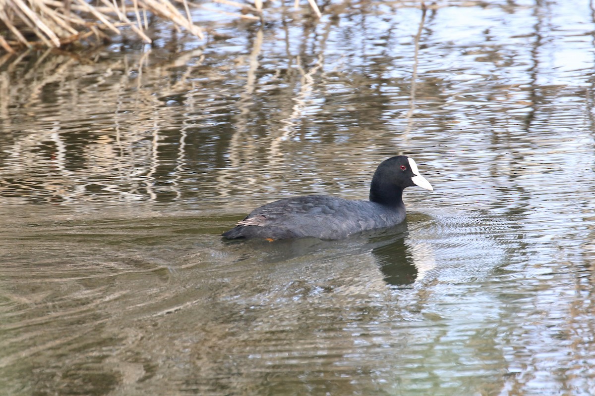 Eurasian Coot - Oscar Campbell