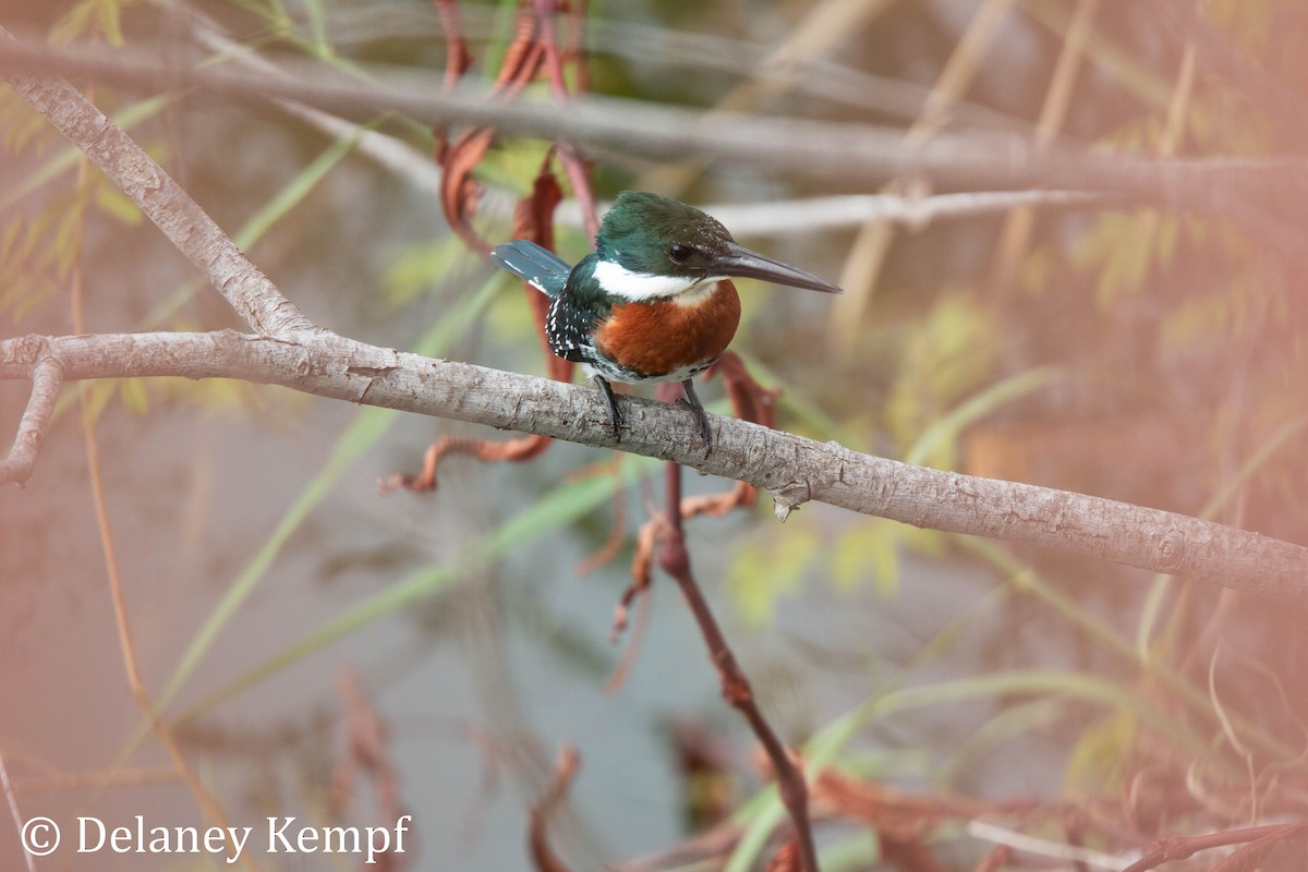 Green Kingfisher - Delaney Kempf