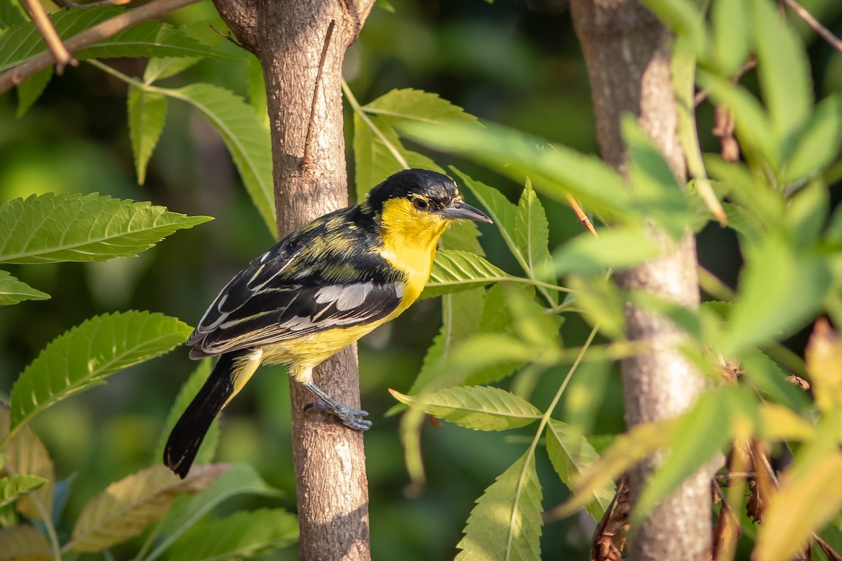 Common Iora - ML427673801