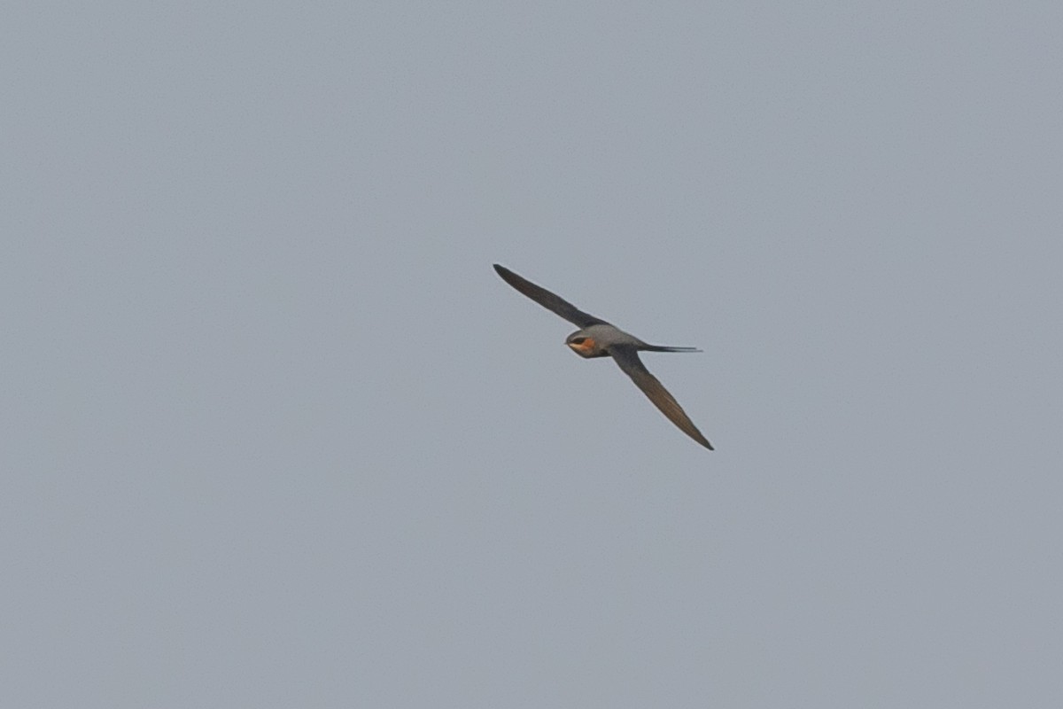 Crested Treeswift - ML427673901