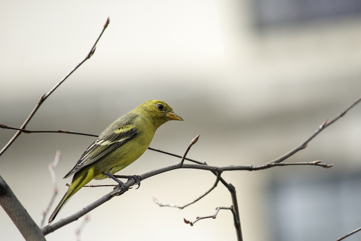 Western Tanager - ML427674221