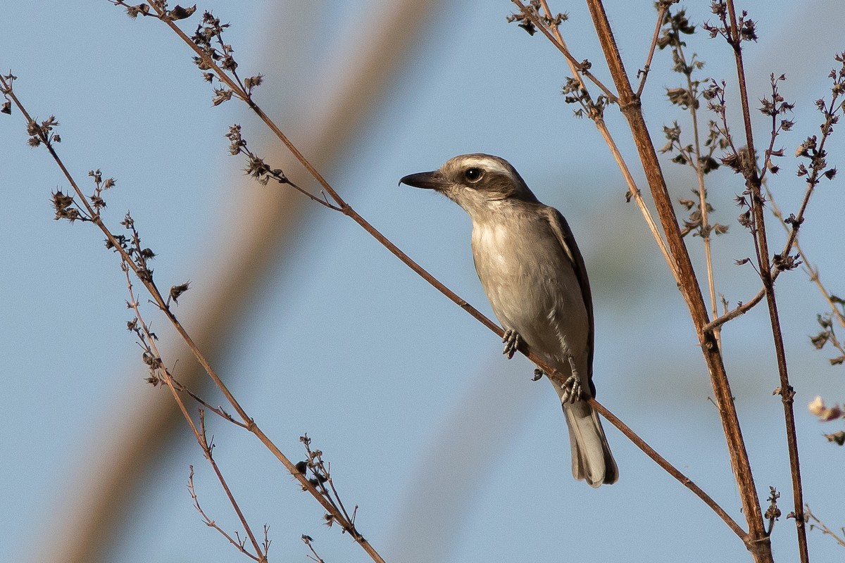 Common Woodshrike - ML427674561