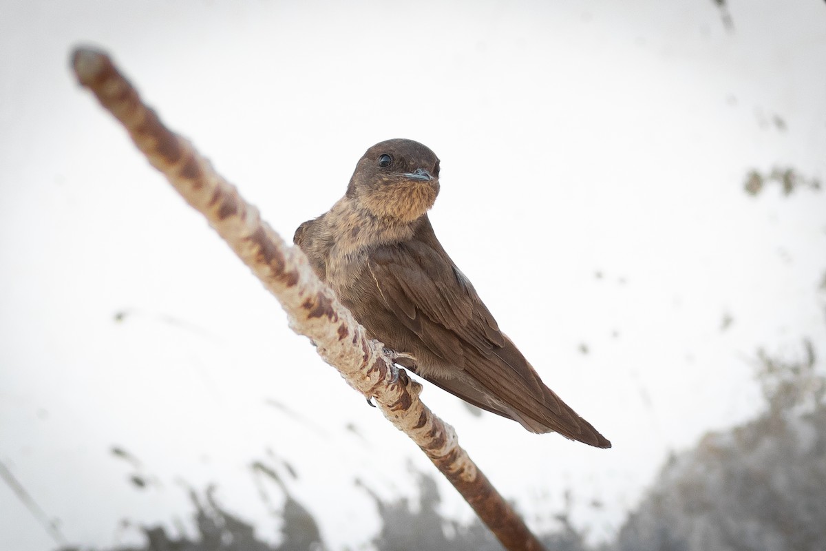 Dusky Crag-Martin - ML427674591