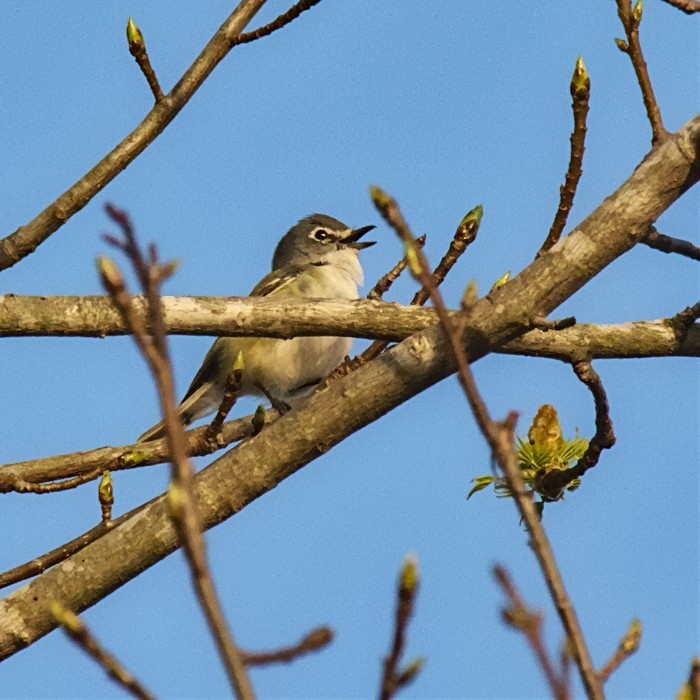 Blue-headed Vireo - ML427674601