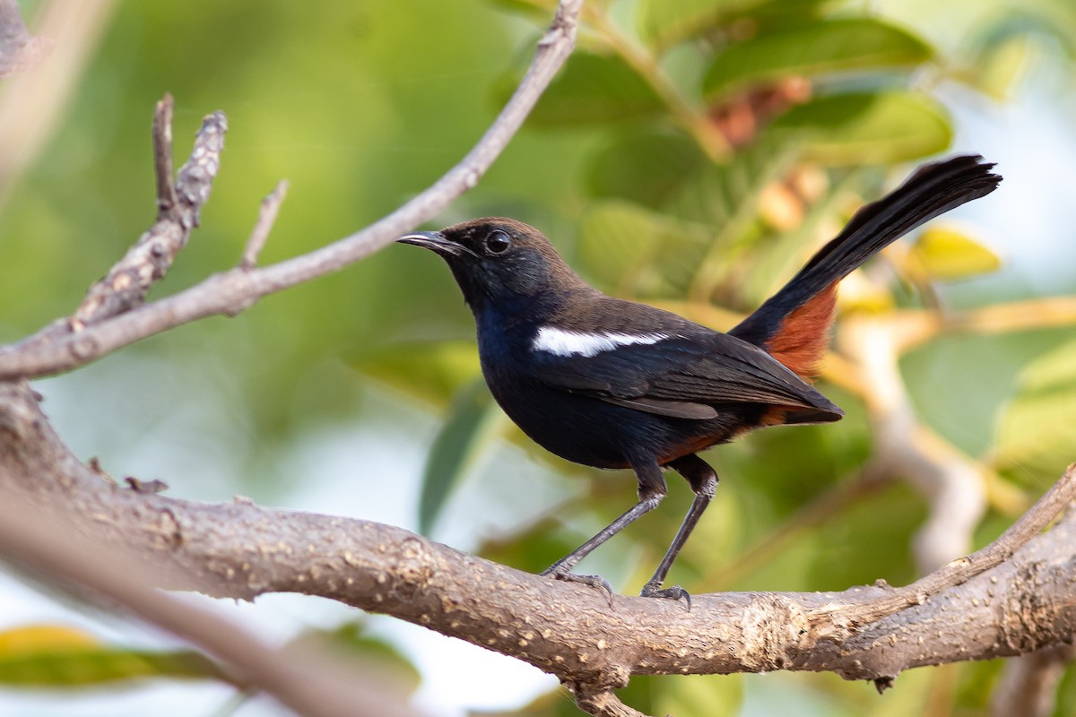 Indian Robin - ML427674731