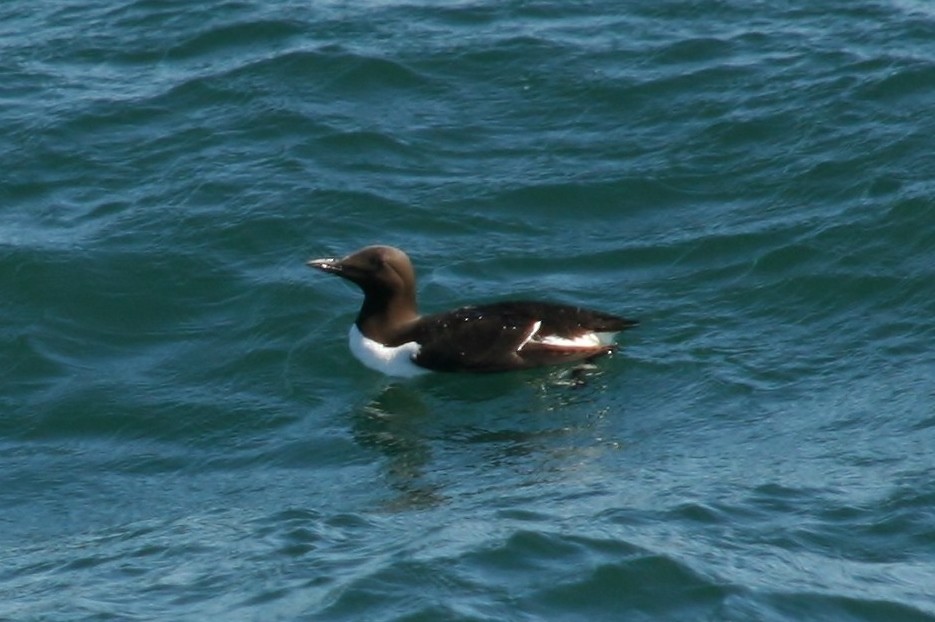 Thick-billed Murre - ML427674931