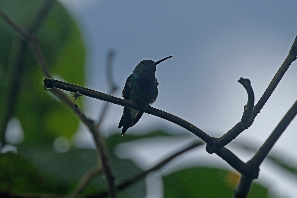 Purple-chested Hummingbird - Daniel Booker