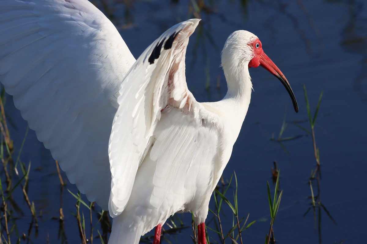 ibis bílý - ML427675381