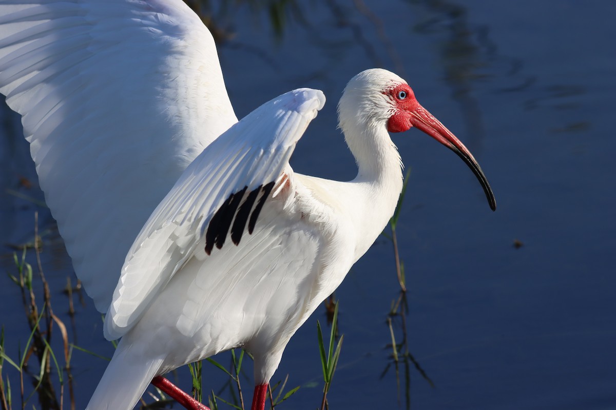 White Ibis - Margaret Viens