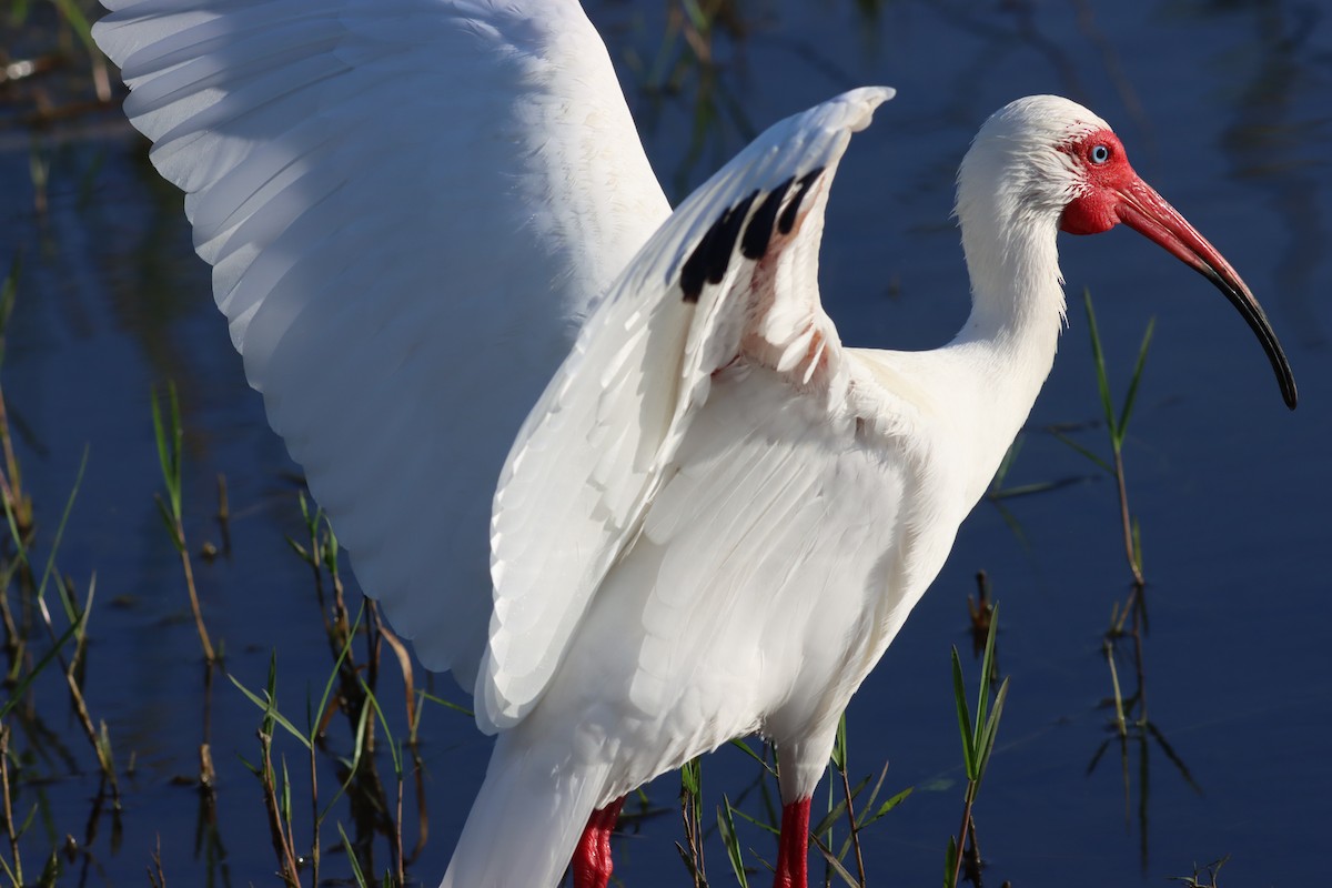 ibis bílý - ML427675411