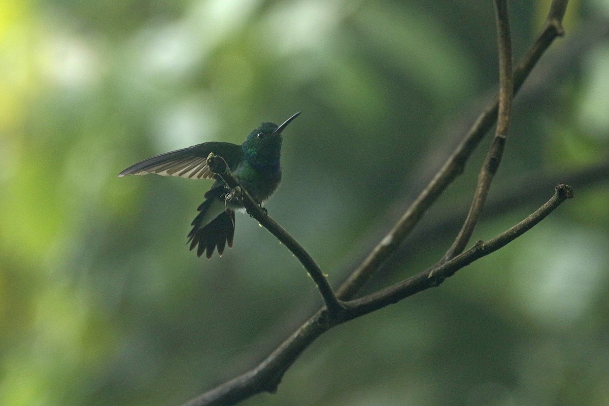 Purple-chested Hummingbird - ML427675481