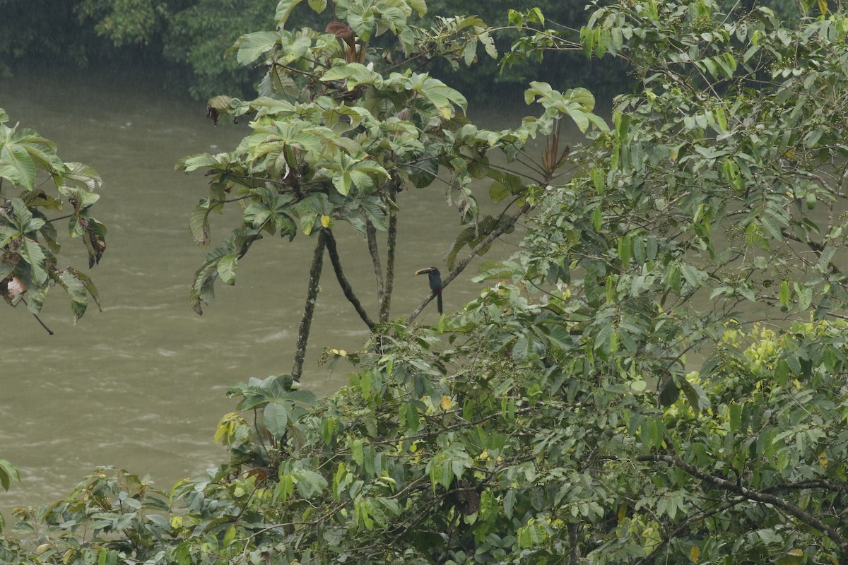 Collared Aracari (Stripe-billed) - ML427675521