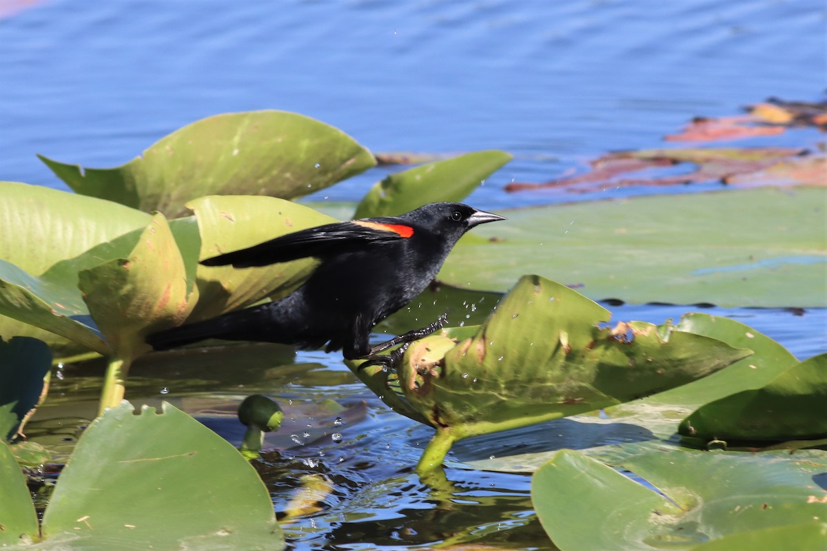 Red-winged Blackbird - Margaret Viens