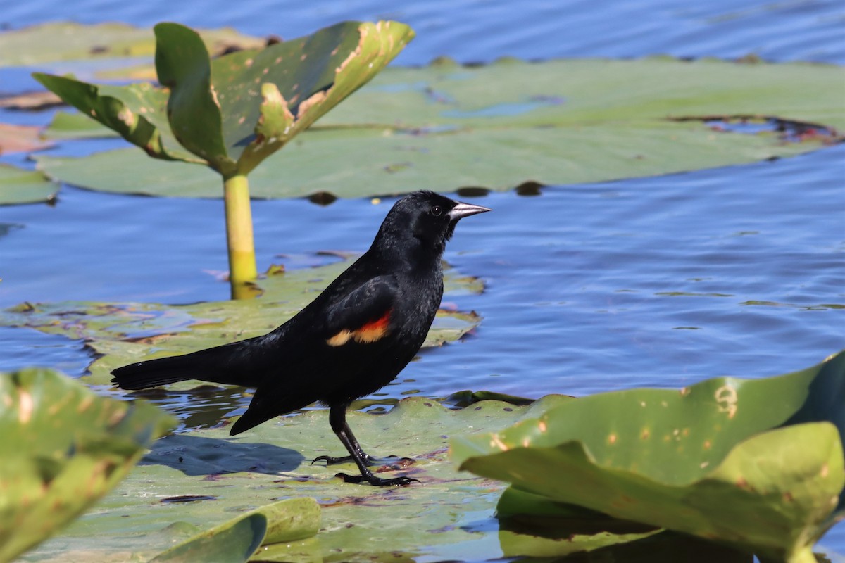 Red-winged Blackbird - Margaret Viens