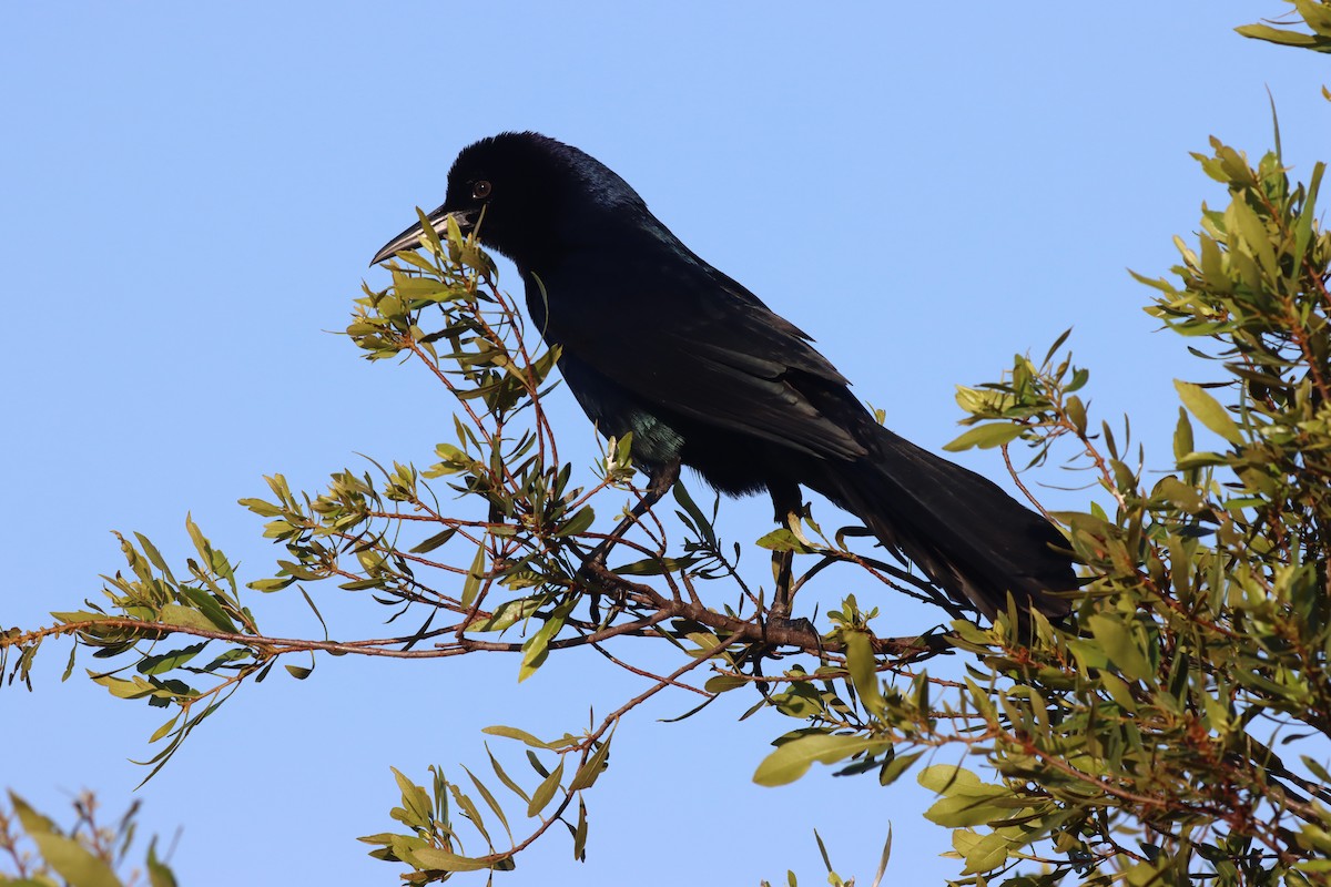 Boat-tailed Grackle - Margaret Viens