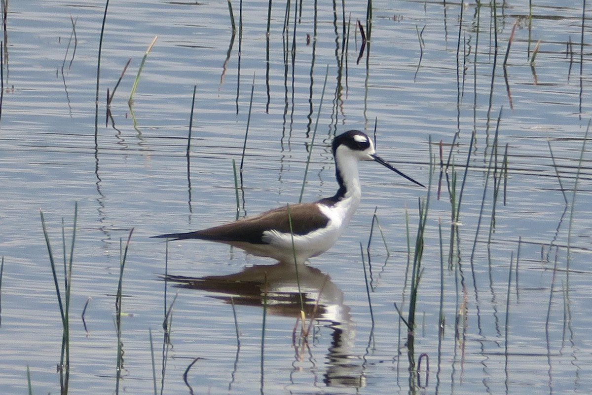 Black-necked Stilt - ML427676021