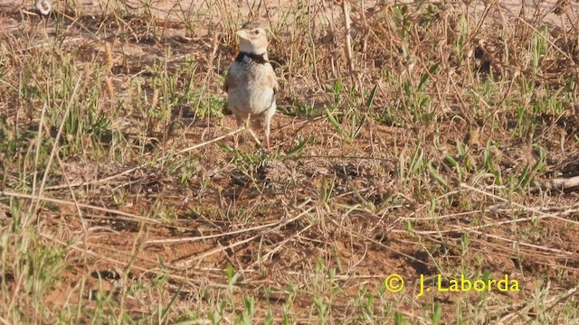 Calandra Lark - ML427676061