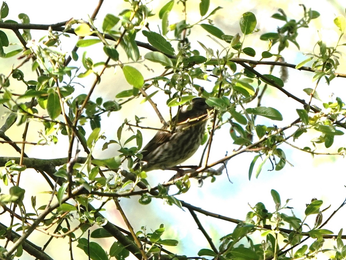 Purple Finch - ML427677771