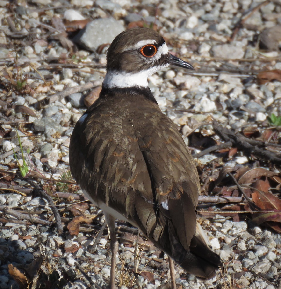 Killdeer - ML427678111