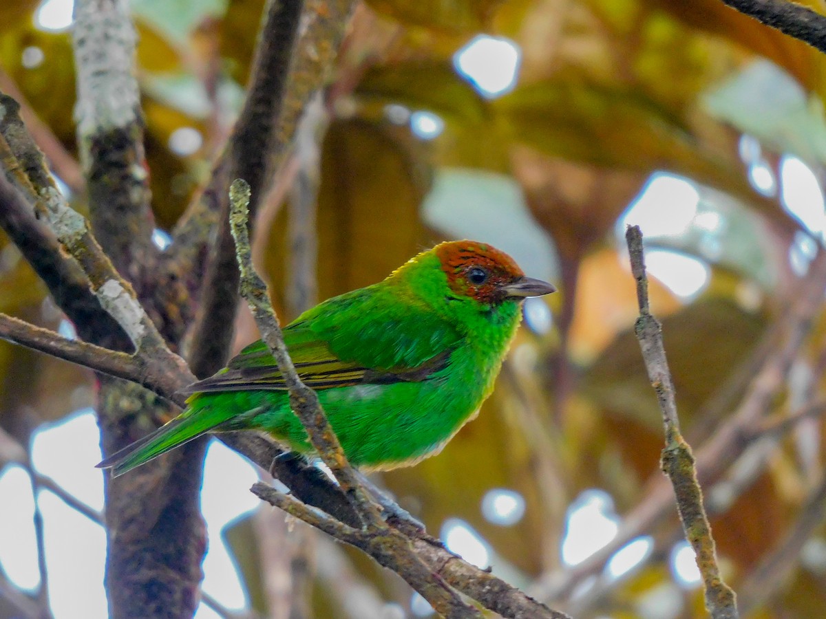 Rufous-winged Tanager - Carlos Gómez