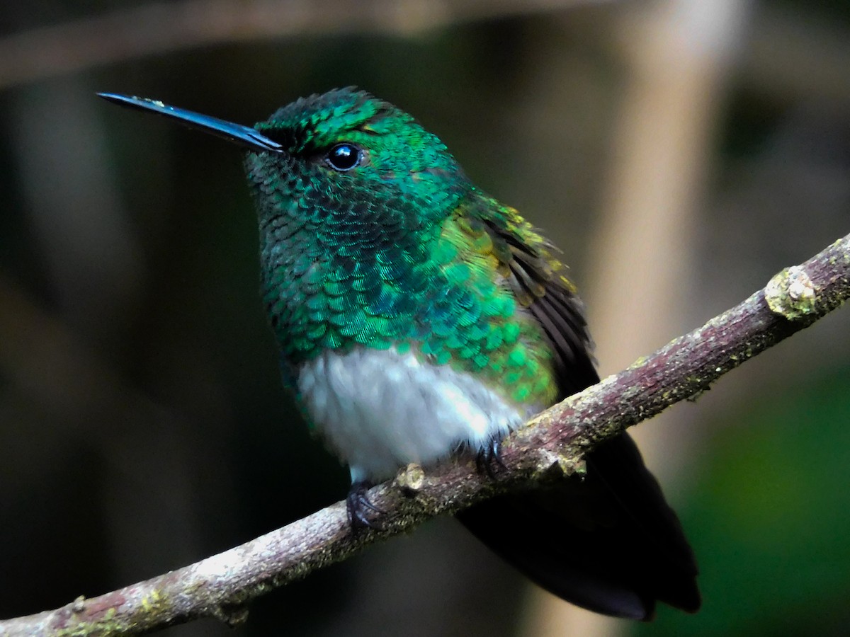 Snowy-bellied Hummingbird - ML427678341