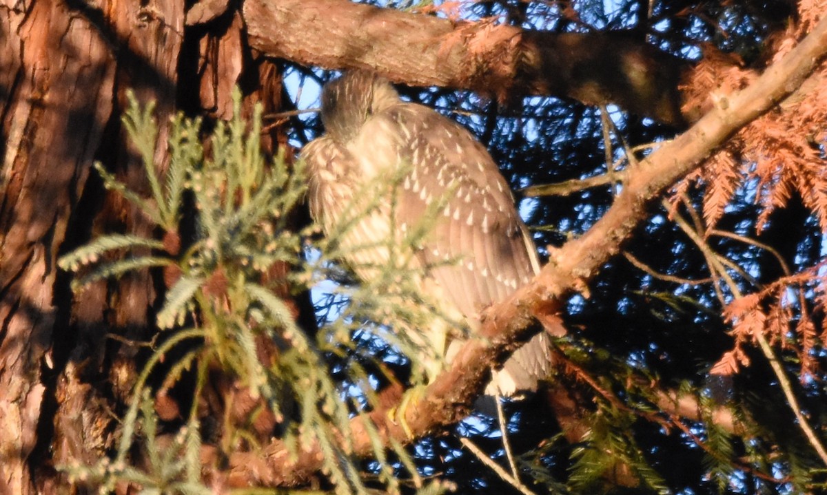 Black-crowned Night Heron - ML42767901