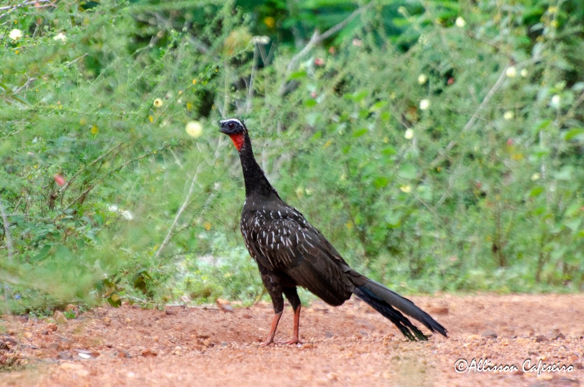 White-browed Guan - ML427680611