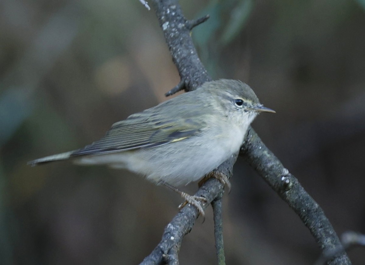 Willow Warbler - Marna Buys