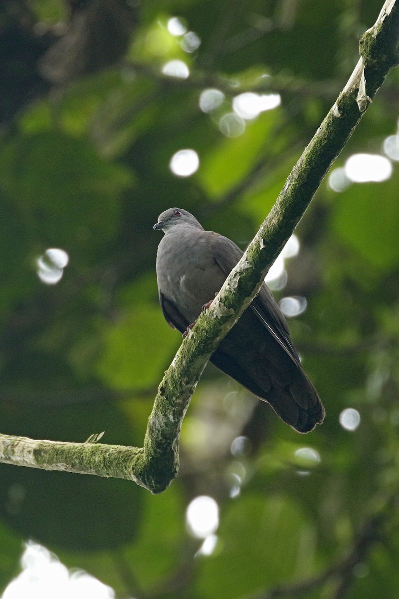 Dusky Pigeon - ML427680931