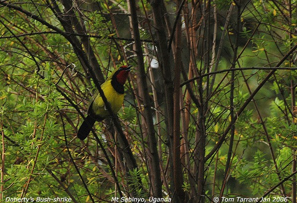 Doherty's Bushshrike - ML42768141