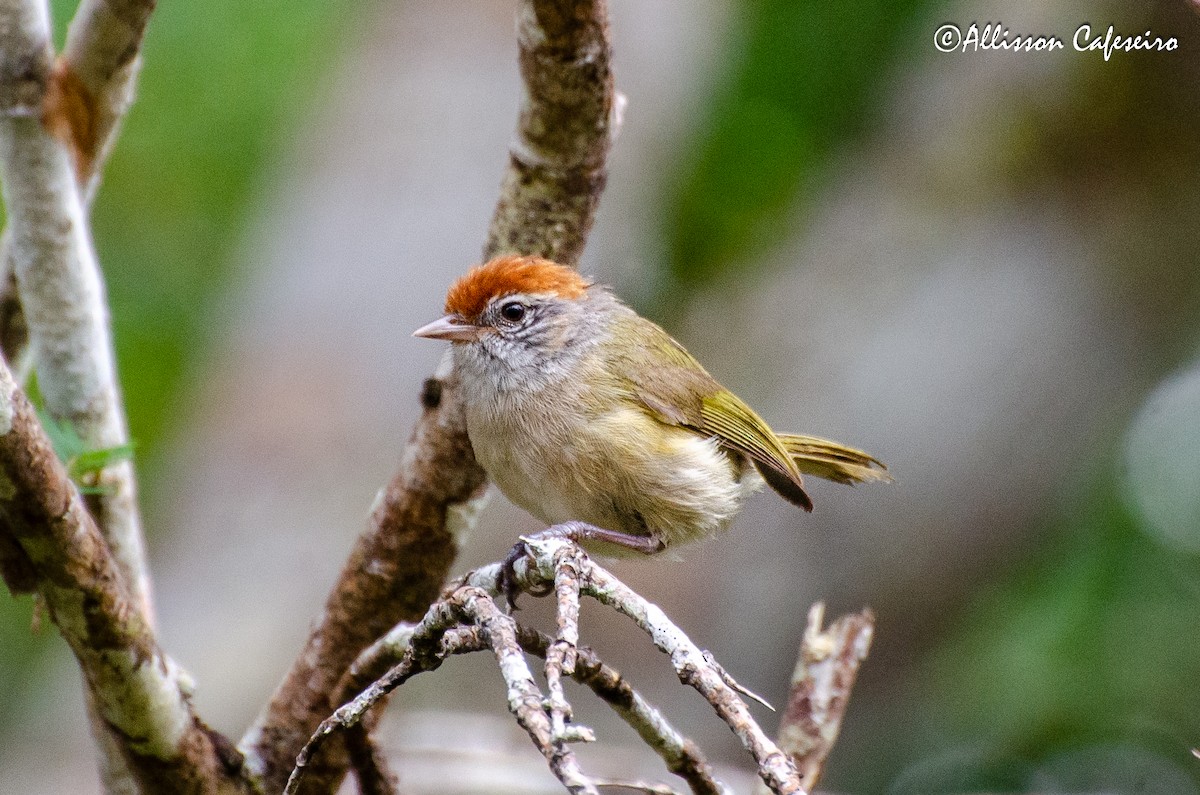 Gray-eyed Greenlet - ML427681431