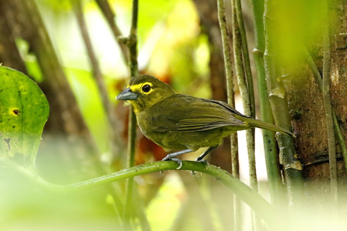 Lemon-spectacled Tanager - Daniel Booker