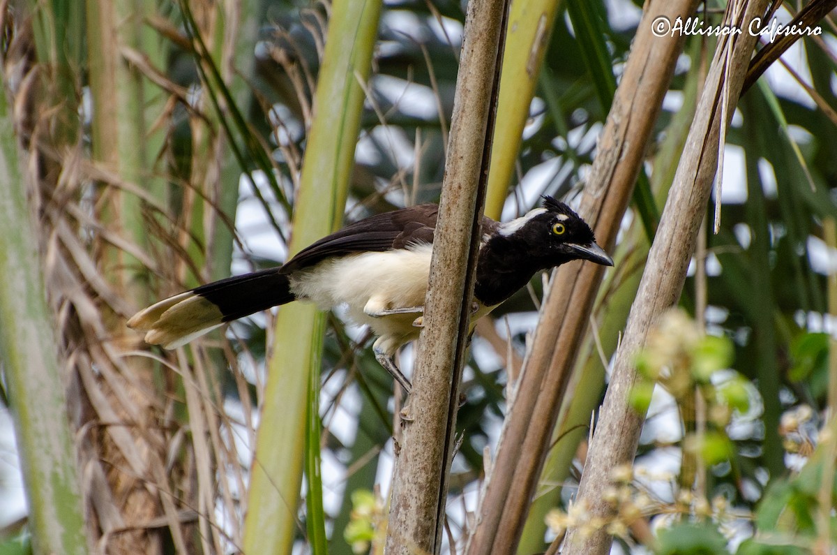 White-naped Jay - ML427681501