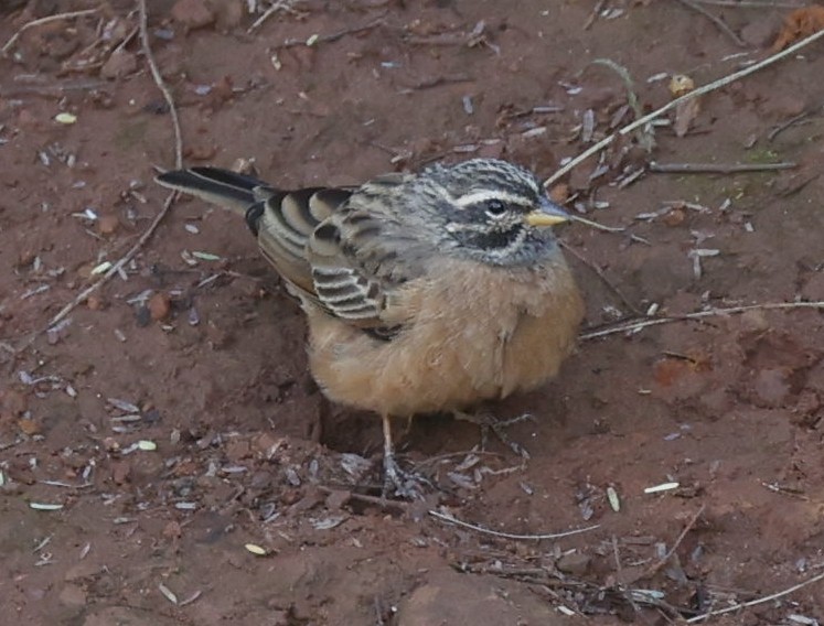 Cinnamon-breasted Bunting - Marna Buys